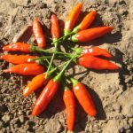 Tabasco Hot Pepper Garden Seeds – 0.25 Oz – Heirloom Gardening Seed
