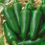 Tam Jalapeno Hot Pepper Garden Seeds – 1 Lb Bulk – Non-GMO, Heirloom