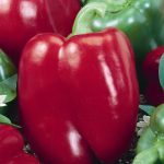 Big Red Sweet Pepper Garden Seeds-.25 Oz-Non-GMO, Heirloom Gardening