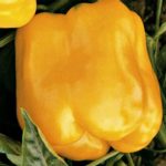 Golden Cal Wonder-Sweet Pepper Garden Seeds-1 Lb-Non-GMO, Heirloom