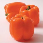 Horizon Sweet Pepper Garden Seeds-.25 Oz-Non-GMO-Orange Bell Peppers