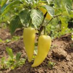 Hungarian Yellow Wax Sweet Pepper Garden Seeds-1 oz – Heirloom
