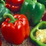 Keystone Resistant Giant Sweet Pepper Garden Seeds – 1 Lb – Non-GMO