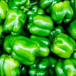 North Star Hybrid – Sweet Pepper Garden Seeds -500 Seed- Green Bell