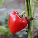 Pimento L – Sweet Pepper Garden Seeds -4 oz -Non-GMO, Red Bell Peppers