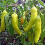 Sweet Banana Pepper Seeds – 1 oz – Non-GMO, Sweet Yellow Peppers