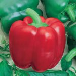 Yolo Wonder L – Sweet Pepper Garden Seeds – 1 Lb – Non-GMO, Heirloom