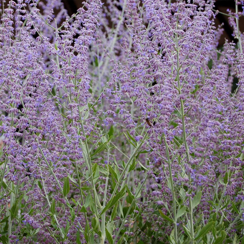 Perovskia – Taiga Russian Sage Seeds – 100 Seeds – Sky Blue Flowers ...