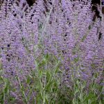 Perovskia – Taiga Russian Sage Seeds – 100 Seeds – Sky Blue Flowers