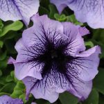 Petunia – Daddy Series Flower Garden Seed – Pelleted – Blue – Annual