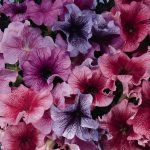 Petunia -Daddy Series Flower Garden Seed -Pelleted -Color Mix-Annual