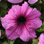 Petunia – Daddy Series Flower Garden Seed – Pelleted – Orchid Colored