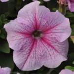 Petunia – Daddy Series Flower Garden Seed- Pelleted-Peppermint Annual