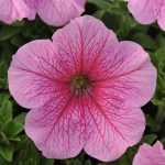 Petunia – Daddy Series Flower Garden Seed – Pelleted – Pink – Annual