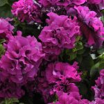 Petunia – Double Cascade Series Flower Garden Seed- Pelleted- Burgundy