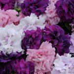 Petunia – Double Cascade Series Flower Garden Seed-Pelleted -Color Mix