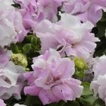 Petunia -Double Cascade Series Flower Garden Seed-Pelleted-Orchid Mist