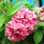 Petunia – Double Cascade Series Flower Garden Seed – Pelleted – Pink