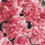 Petunia – Double Cascade Series Flower Garden Seed- Pelleted-Soft Pink