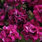 Petunia – Double Madness Series Flower Garden Seed -Pelleted-Burgundy