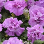 Petunia – Double Madness Series Flower Garden Seed-Pelleted-Lavender