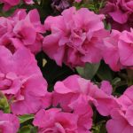 Petunia – Double Madness Series Flower Garden Seed – Pelleted – Pink