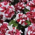 Petunia – Double Madness Series Flower Garden Seed – Red & White