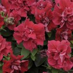 Petunia – Double Madness Series Flower Garden Seed – Pelleted – Red