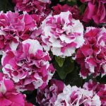 Petunia – Double Madness Series Flower Garden Seed – Rose & White