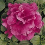 Petunia – Double Madness Series Flower Garden Seed – Pelleted – Rose