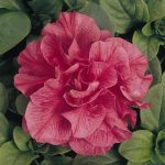 Petunia – Double Madness Series Flower Garden Seed – Pelleted-Salmon