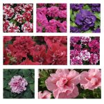Petunia – Double Madness Series Flower Garden Seed -Pelleted-Color Mix