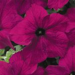 Petunia – Dream Series Flower Garden Seed – Pelleted – Burgundy Annual