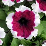 Petunia -Dream Series Flower Garden Seed -Pelleted -Burgundy Picotee