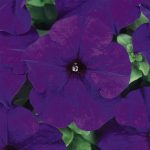 Petunia – Dream Series Flower Garden Seed – Pelleted – Midnight Color