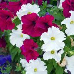 Petunia -Dream Series Flower Garden Seed -Pelleted -Color Mix Annual