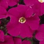 Petunia -Dream Series Flower Garden Seed -Pelleted -Neon Rose Annual