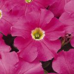 Petunia – Dream Series Flower Garden Seed – Pelleted – Pink Flowers
