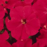 Petunia – Dream Series Flower Garden Seed – Pelleted – Red – Annual
