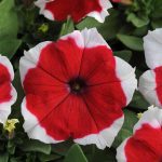Petunia – Dream Series Flower Garden Seed – Pelleted – Red Picotee