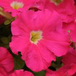 Petunia -Dream Series Flower Garden Seed -Pelleted -Rose Color Annual