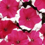 Petunia – Dream Series Flower Garden Seed – Pelleted – Rose Picotee