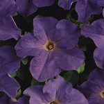 Petunia – Dream Series Flower Garden Seed – Pelleted – Sky Blue Annual