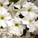 Petunia – Dream Series Flower Garden Seed – Pelleted – White- Annual