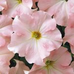 Petunia – Dream Series Flower Garden Seed – Pelleted – Appleblossom