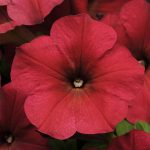 Petunia -Easy Wave Flower Garden Seed -Pelleted -Berry Velour -Annual