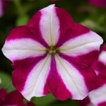 Petunia -Easy Wave Flower Garden Seed -Pelleted -Burgundy Star Annual