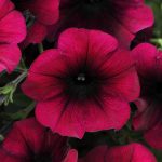 Petunia – Easy Wave Flower Garden Seed – Pelleted – Burgundy Velour