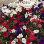 Petunia – Easy Wave Flower Garden Seed – Pelleted – Flag Mix Annual