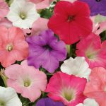 Petunia -Easy Wave Flower Garden Seed -Pelleted -Formula Mix -Annual